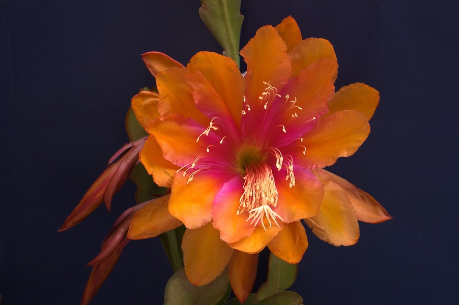 20081108_2081 epiphyllum