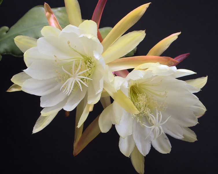 20081116_2110 epiphyllum
