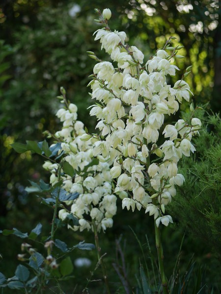 20201202_1714 yucca
