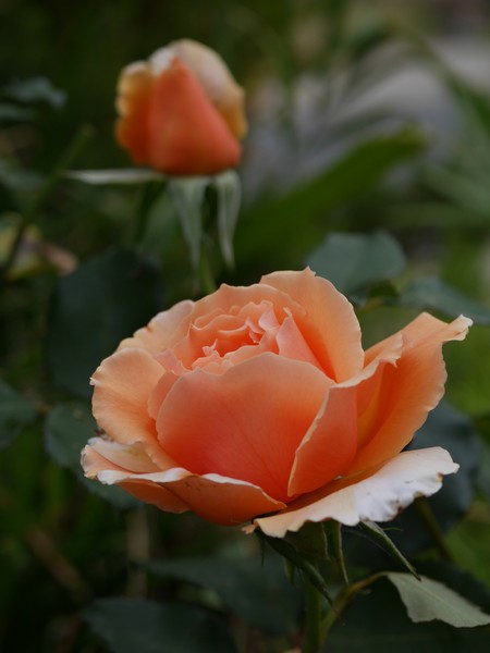 20201121_0659 rose