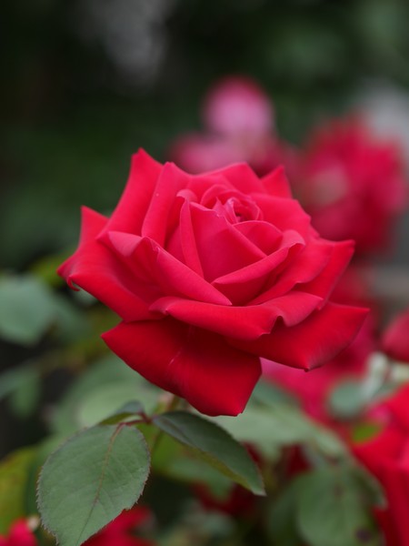 20210128_1635_0391 rose