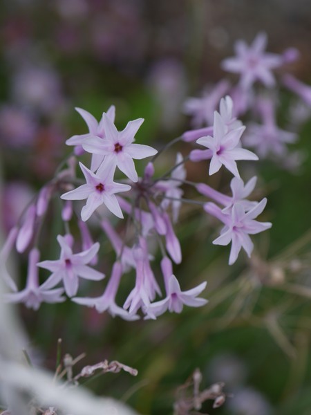 20210208_1720 flower
