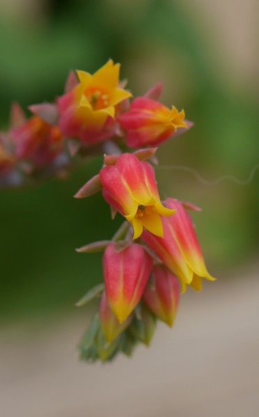 20210208_1727 flower