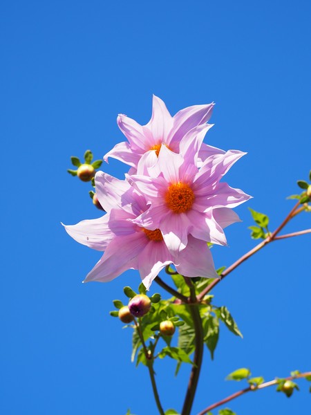20210530_1138_0042 dahlia