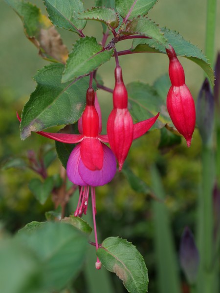 20210702_1034_0046 fuschia